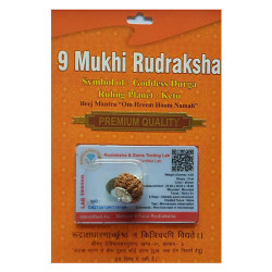 9 Mukhi Nepali Rudraksh