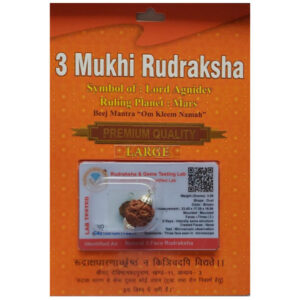 3 Mukhi Nepali Rudraksh
