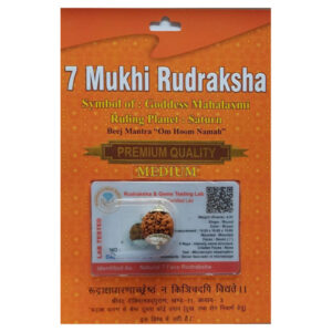 7 Mukhi Nepali Rudraksh