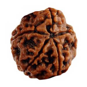 5 Mukhi Rudraksha