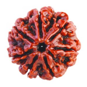 Siddha Seven Mukhi Rudraksha